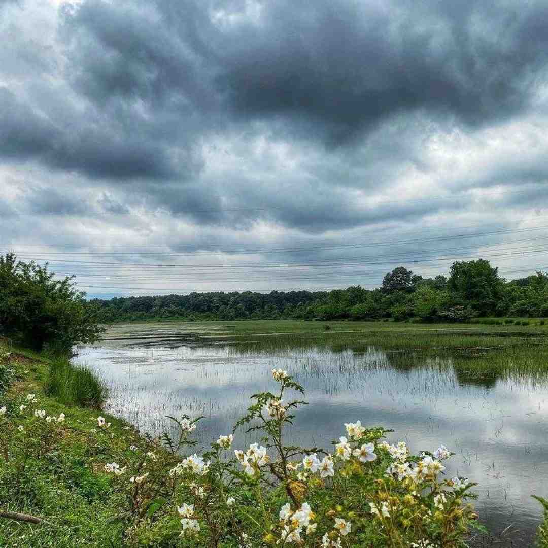  بت دادم گل و سوزوندی بت دادم گل و نموندی
