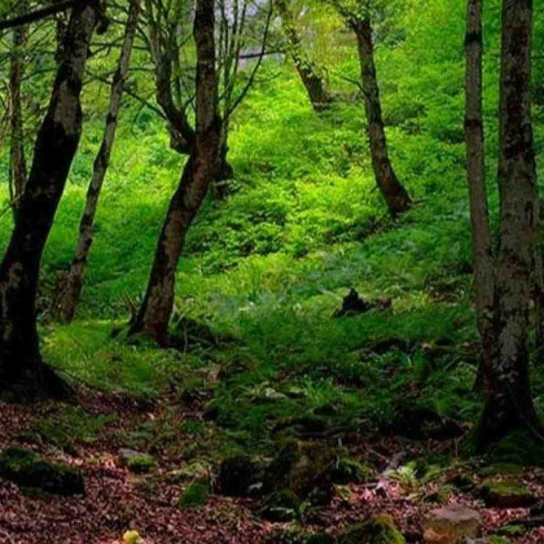 لیلا لیلا میگن که تهش قهره