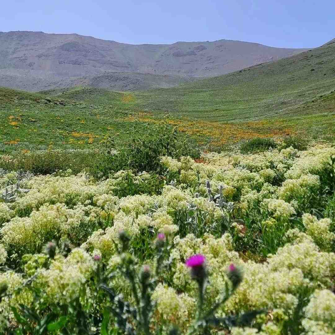  فکر تو تو سر من خون تو تو رگ من با صدای دختر