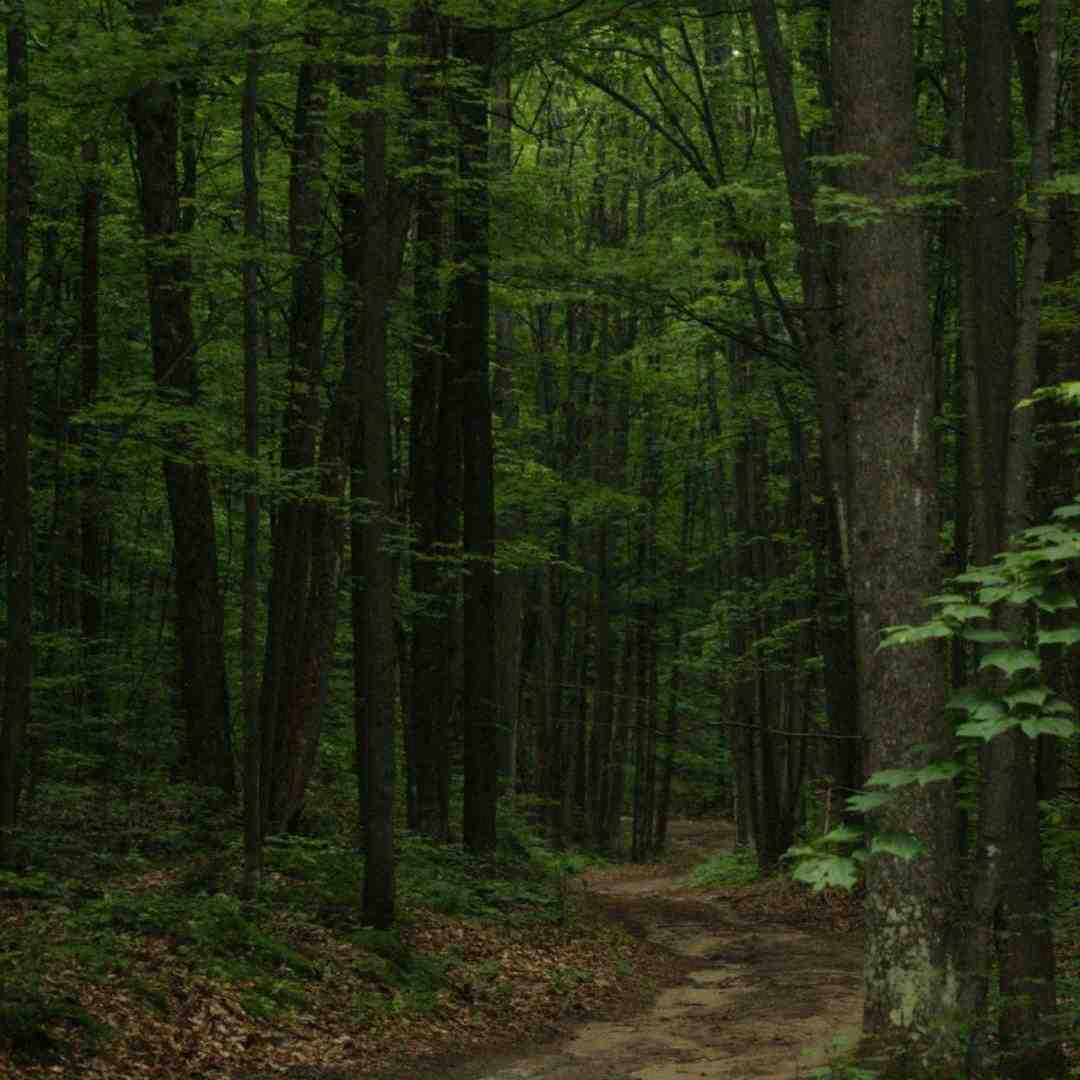 ستاره عقیلی امام رضا