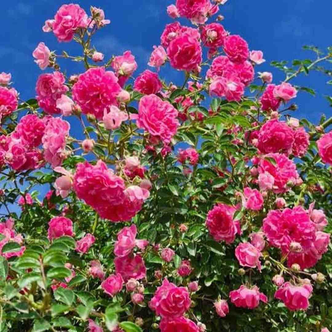 تو نیستی ولی روحت با منه