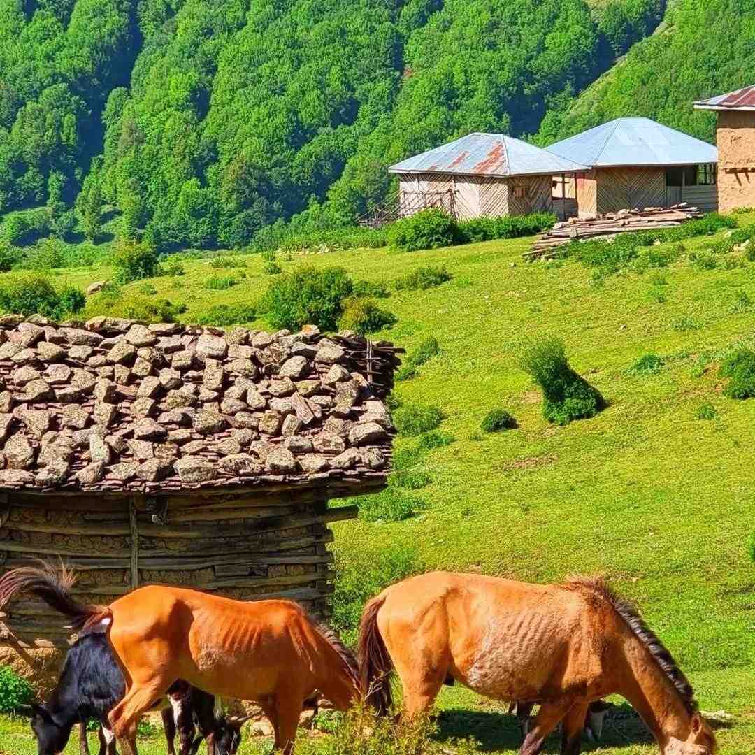 نفس تنگو قفس تنگو مه دارم صد هوس - رپی