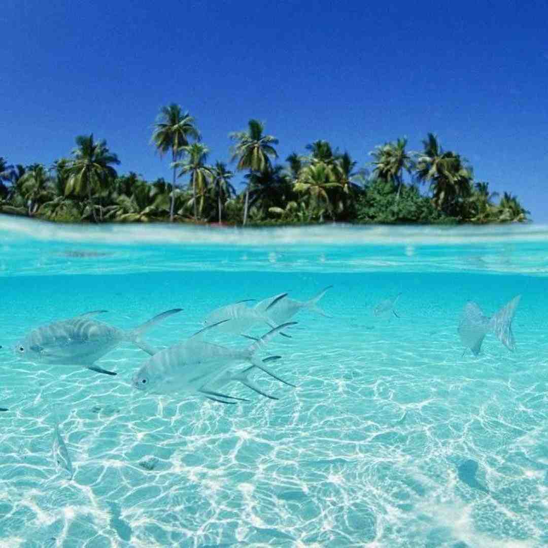 تو تایپ من بودی دل تو رو کی برد