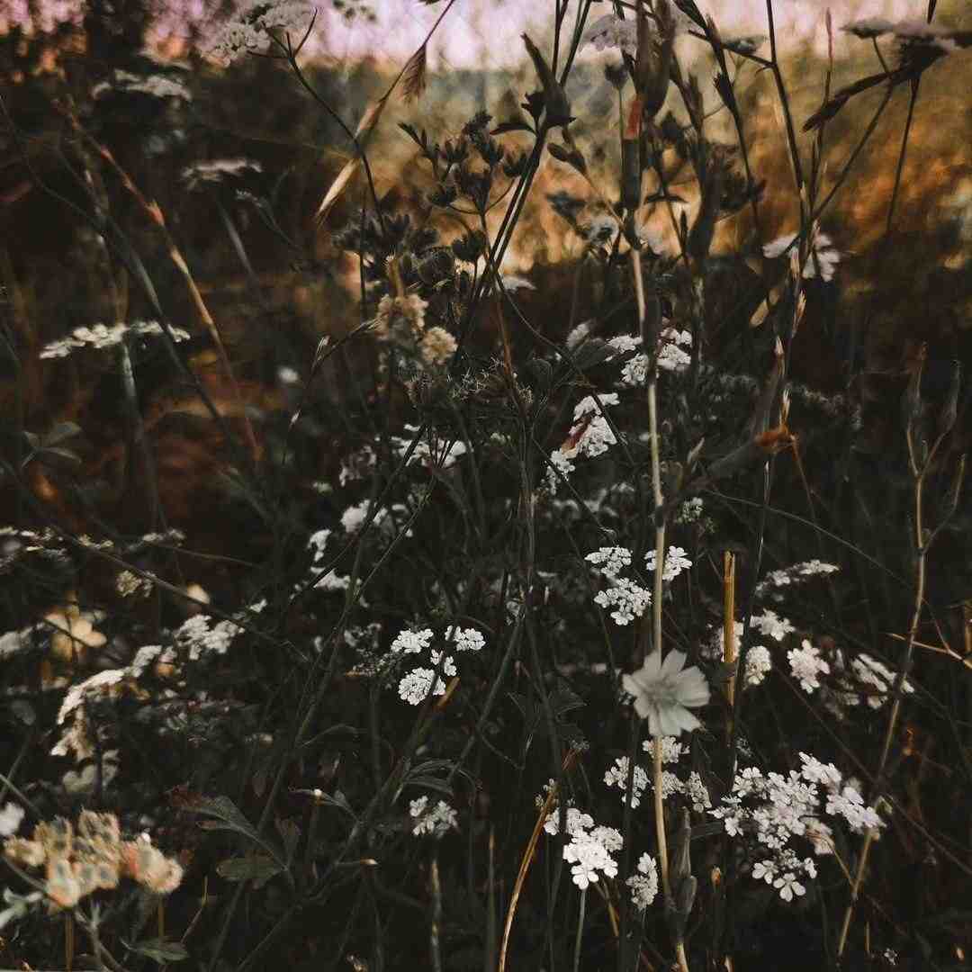 نه نرو نرو نرو لیلا نرو لیلا با صدای دختر