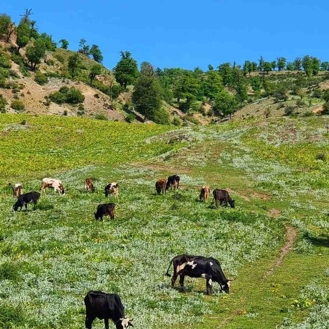  کجا باید برم یه دنیا خاطرت من از هیشکی گله ندارم جز خودم