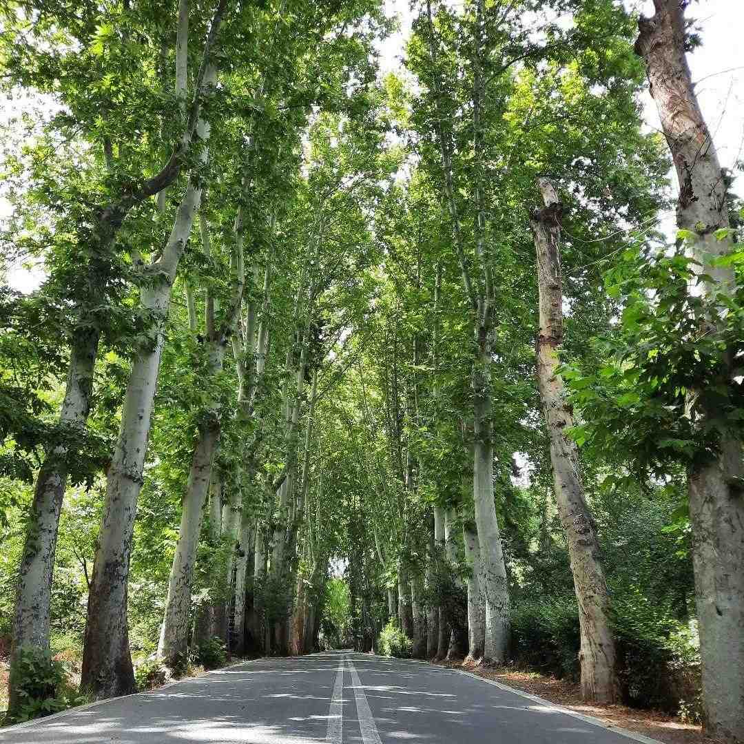 گوزلرین لیلادیر یار با صدای زن