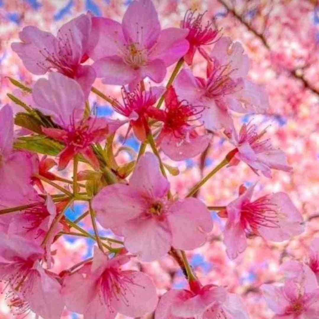 مورفینم شده عکسات دیگه حال و هوام غمه با صدای دختر