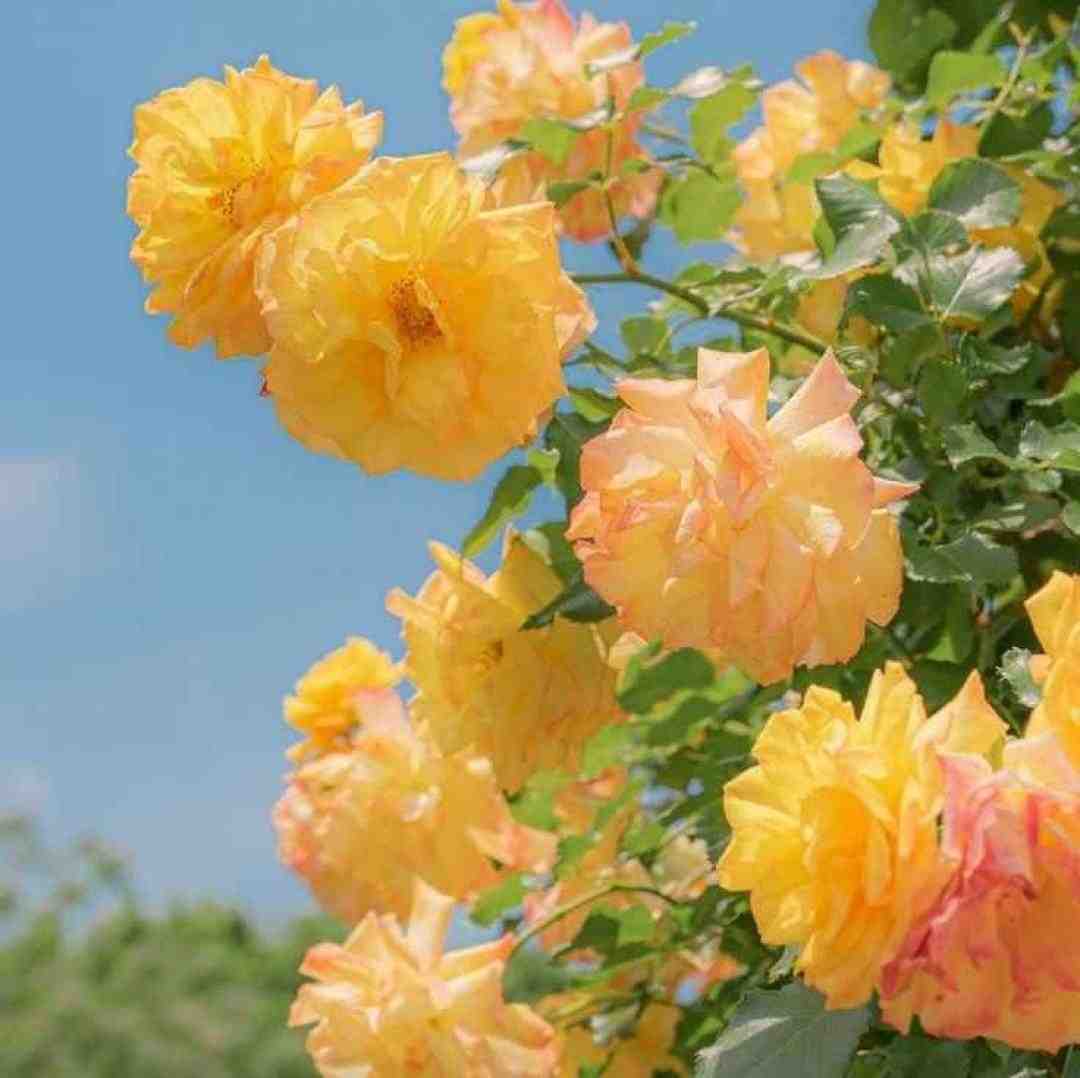 به گمونم دل تو جای دیگست با صدای زن