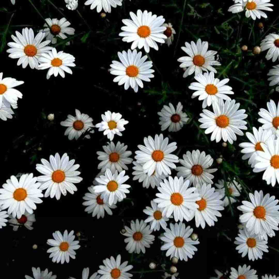جوانیم به مو رسیده برس به داد این دل با صدای زن