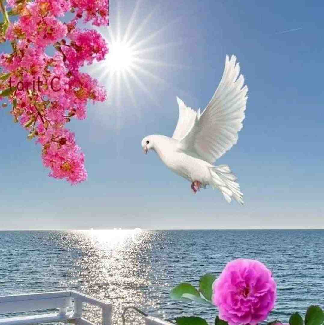 صاد و ضاد و طا و ضا و عین لام و میم