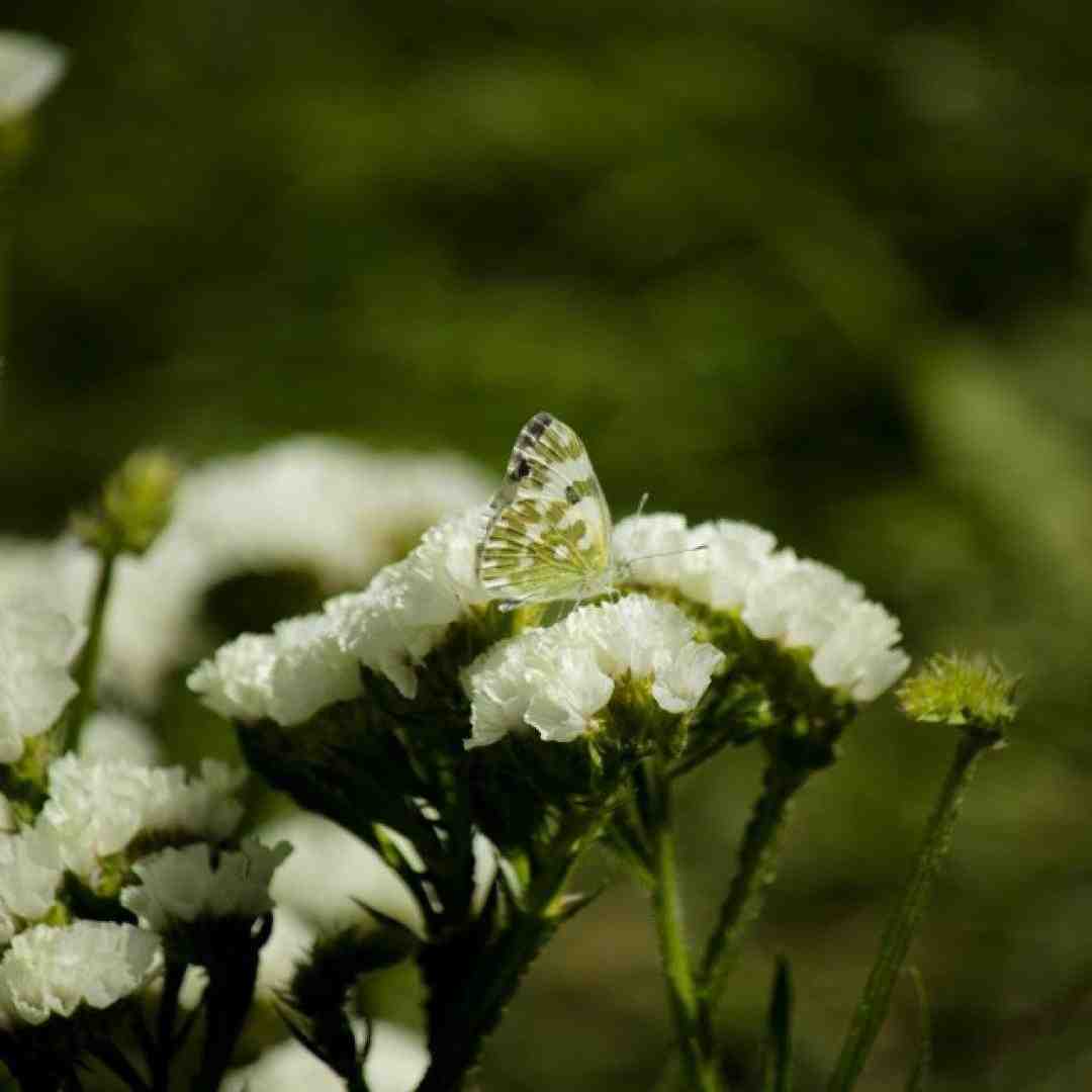 برانکارد بیارید منو روش بذارید با صدای بچه