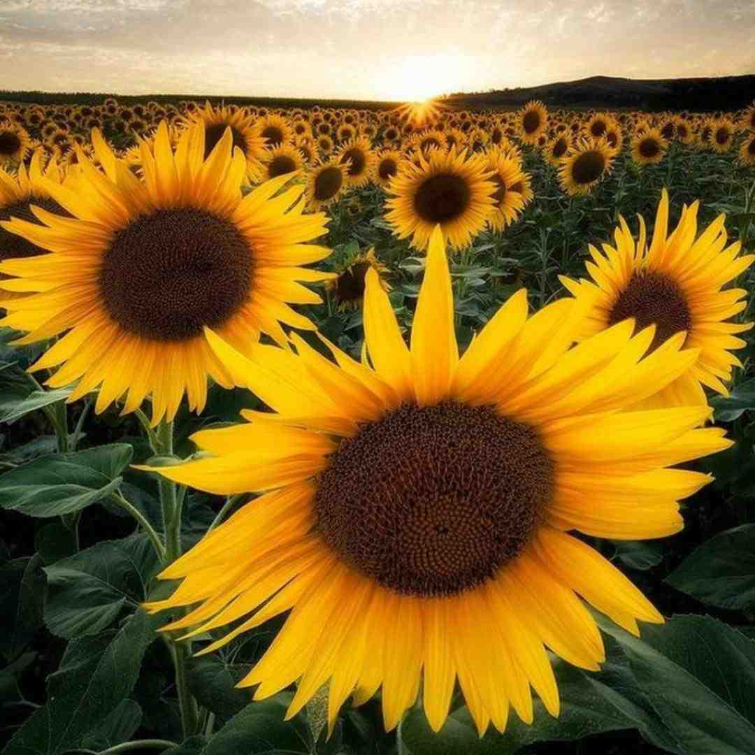 حاجی فکر کردم نمیخوای همشو کشیدم مونده یه سیگار