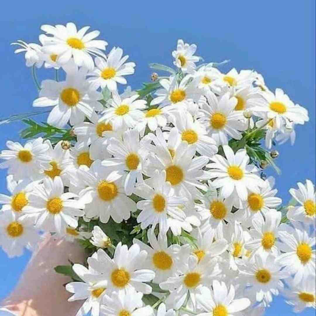 گفتم بعد از تو دیوونه میشم باور نکردی با صدای دختر