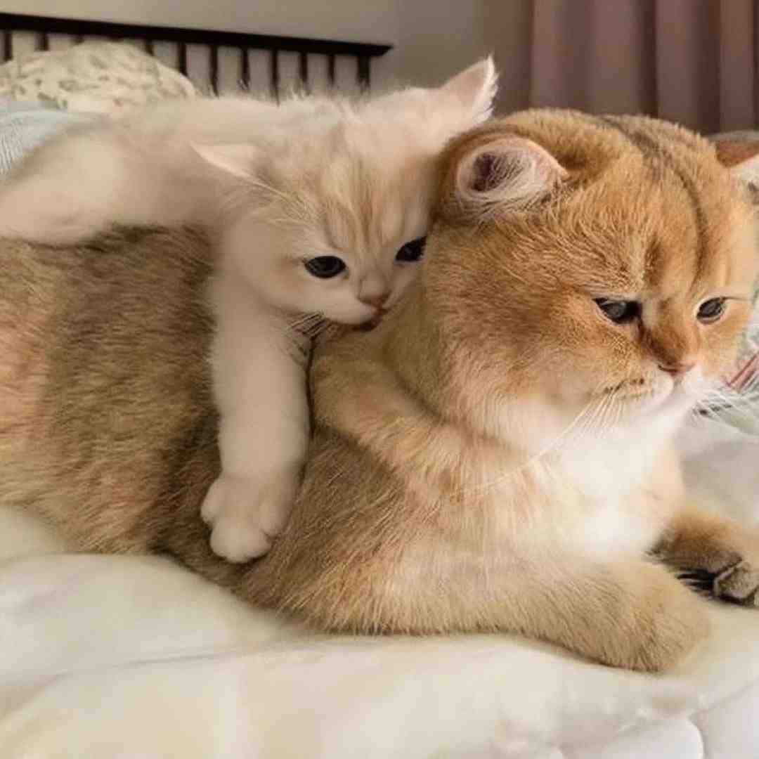 دیدم دستاتو گرفته بود