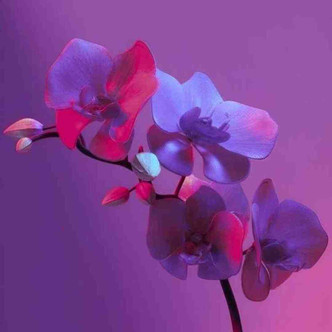  کی میشه یار برات همدم و غمخوار برات