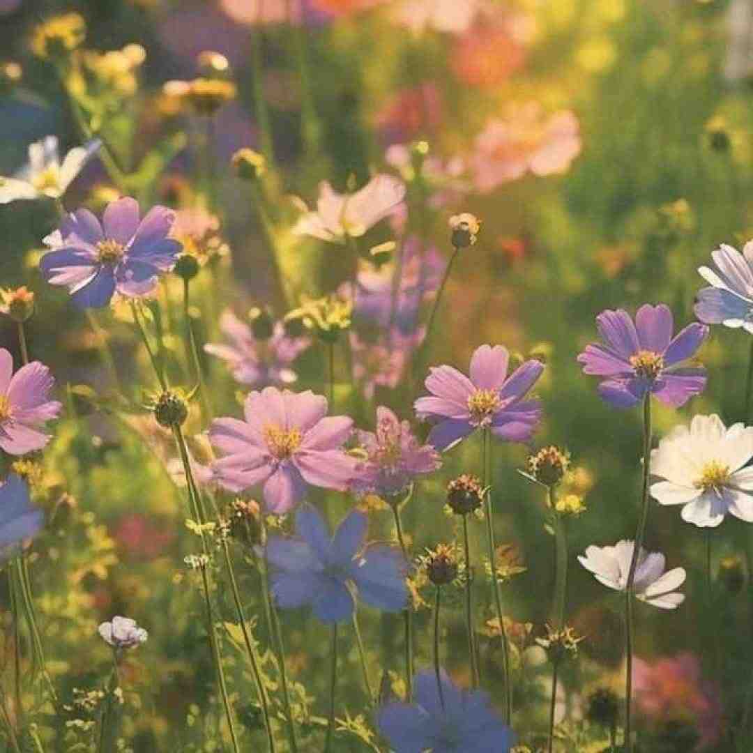  ای لشکر صاحب زمان آماده باش آماده باش