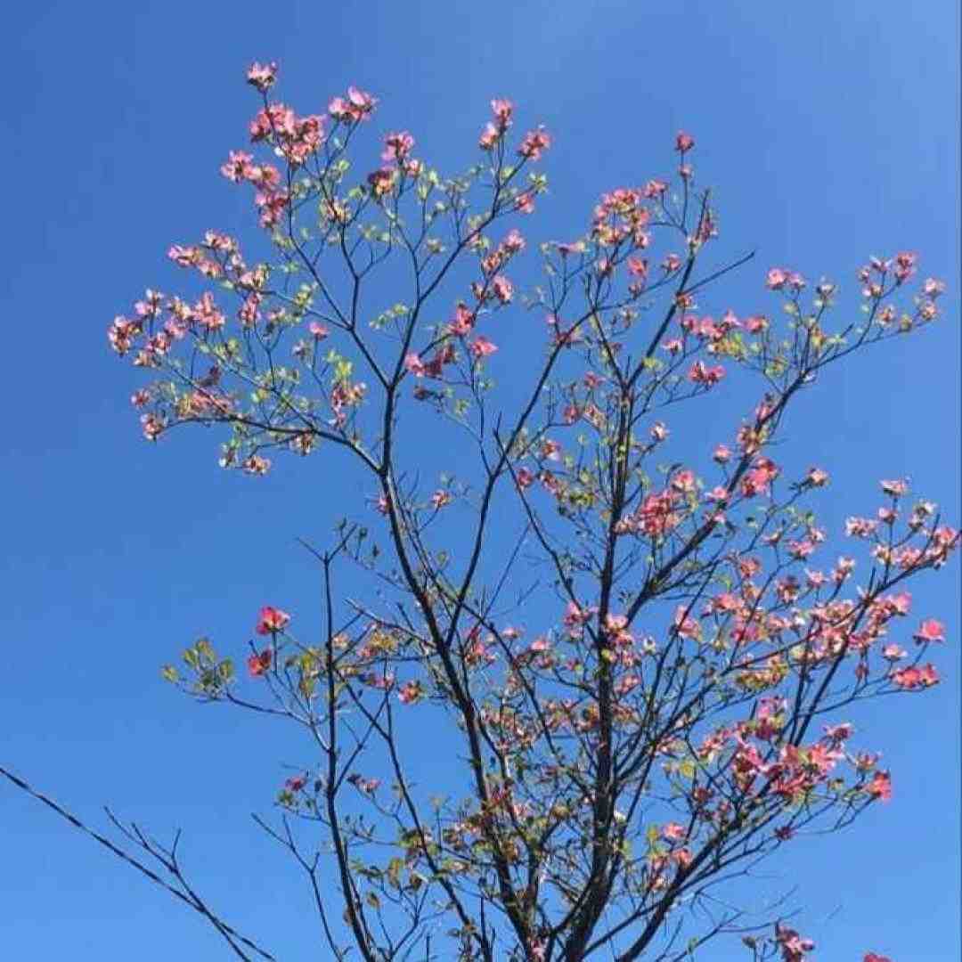  حالا میگن همه راست میگن همه