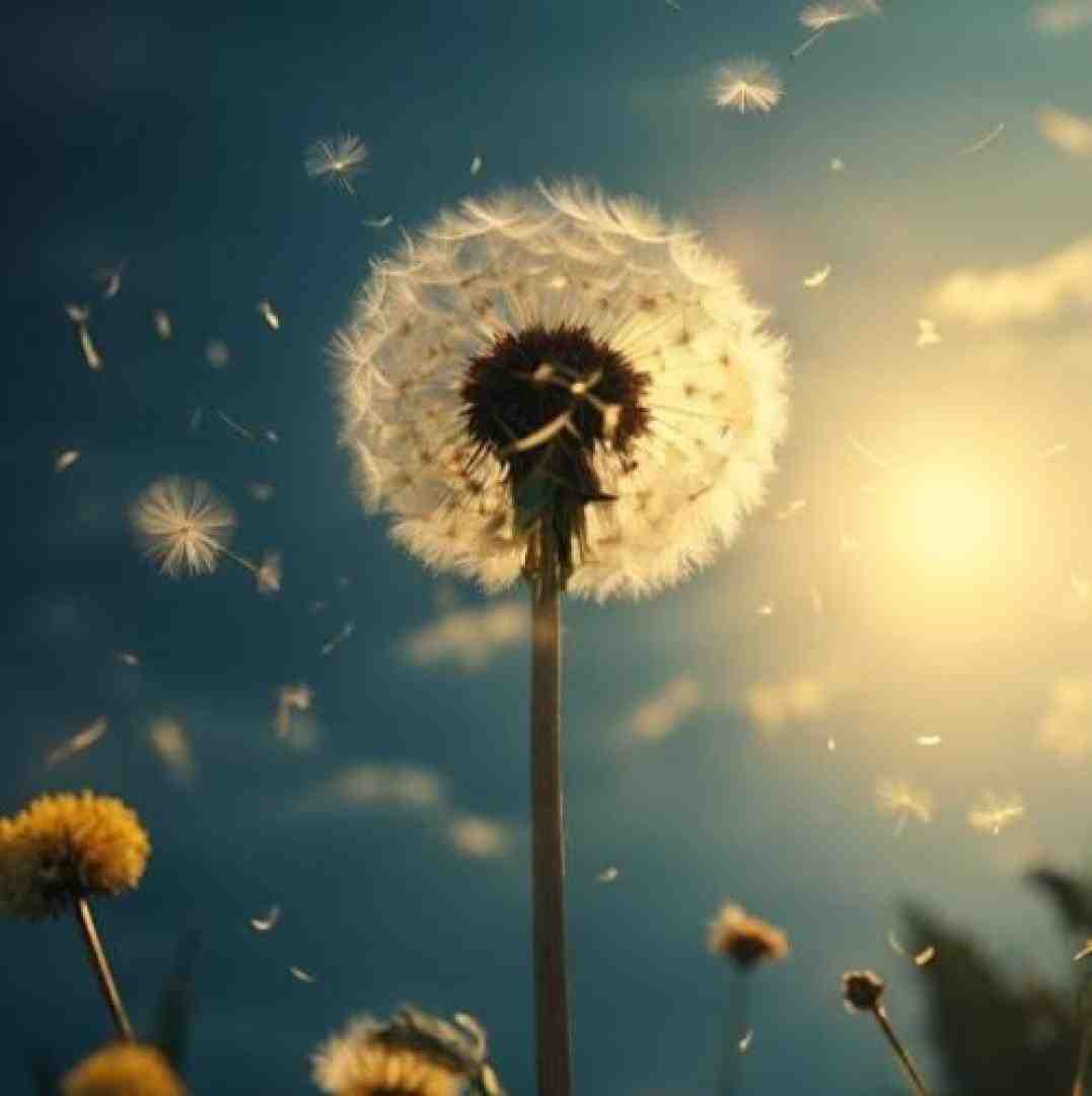 دیجی زرک خبزالعباس