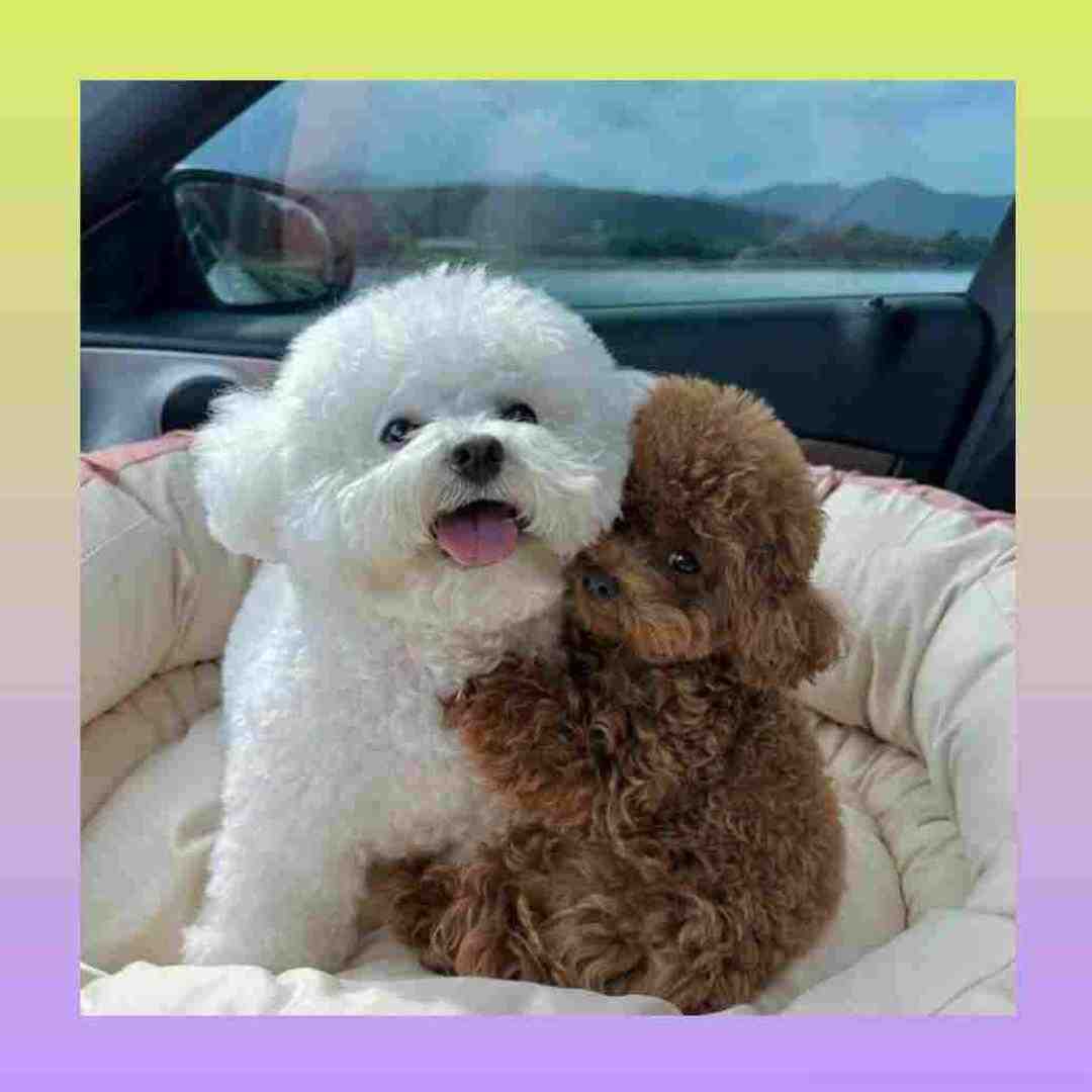 دختر مردم پکرم کرده امسال از هرسال