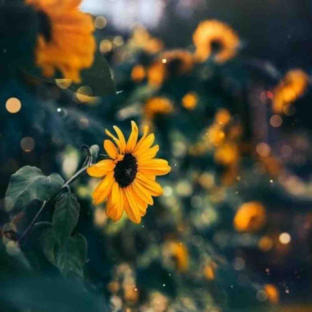 شنبه یکشنبه دوشنبه سه شنبه