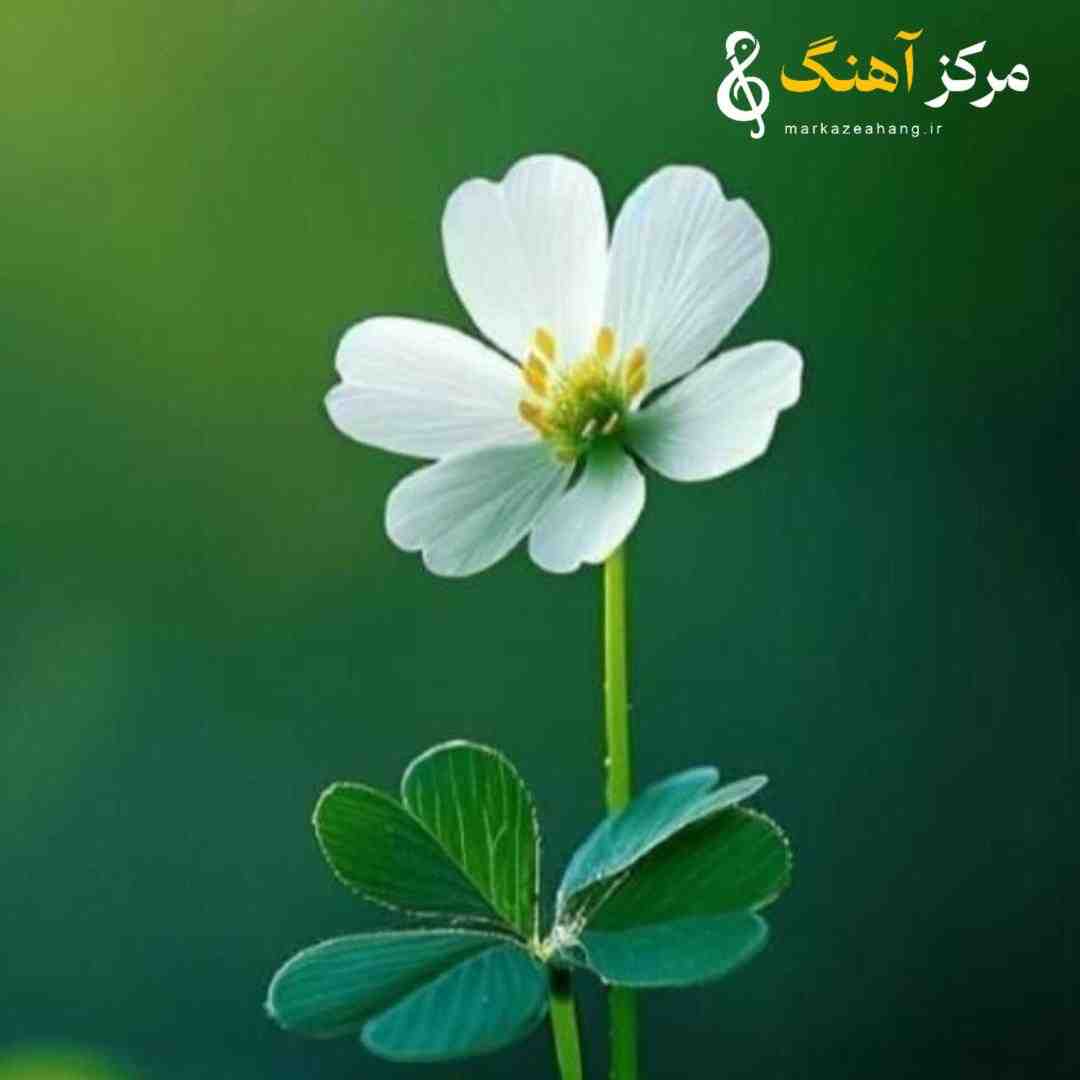 دنیارو میخواستی برام عمرتو گذاشتی به پام