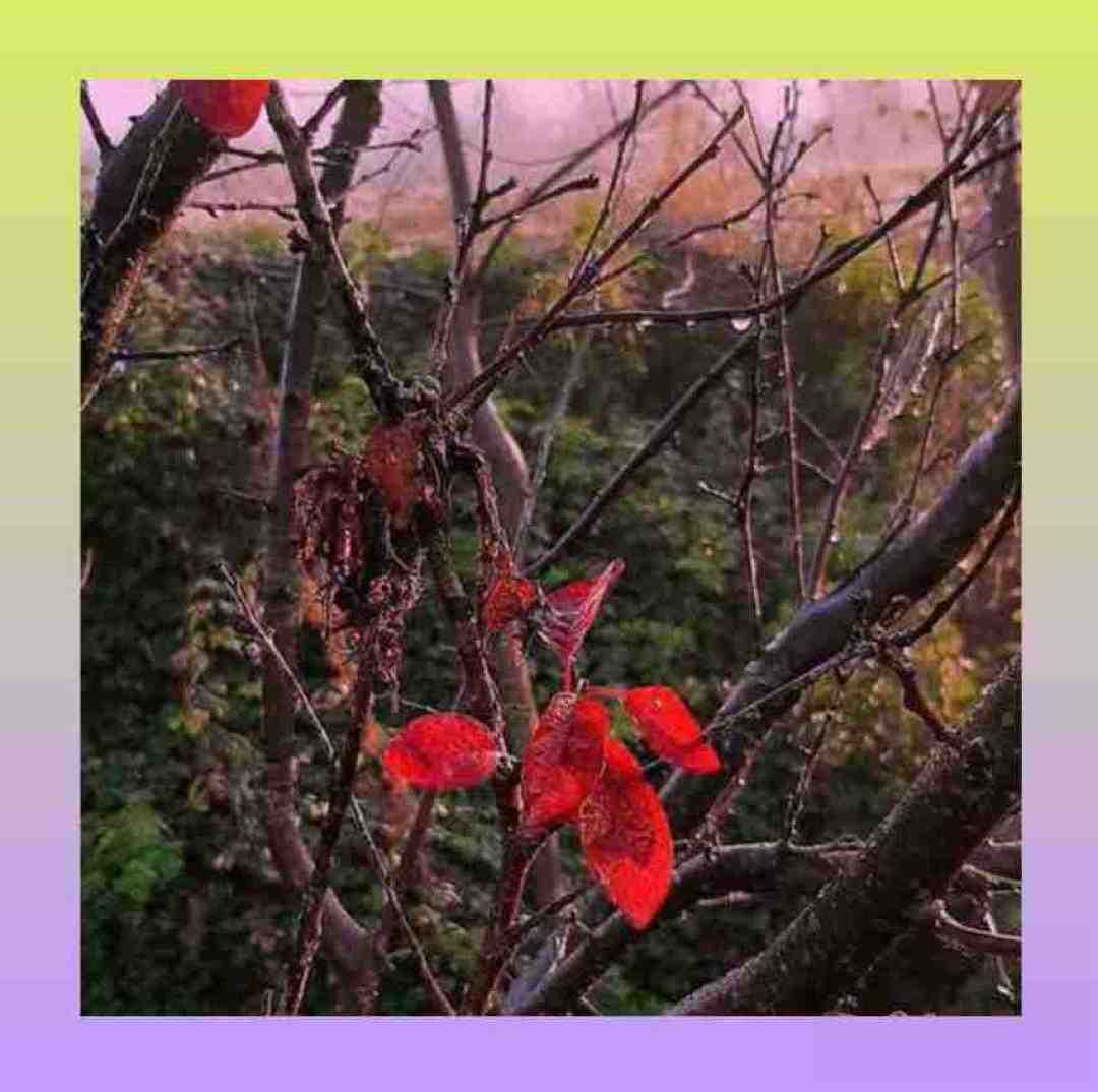 کی میگیره جاتو رو تنم کبودی بوسه هاتو