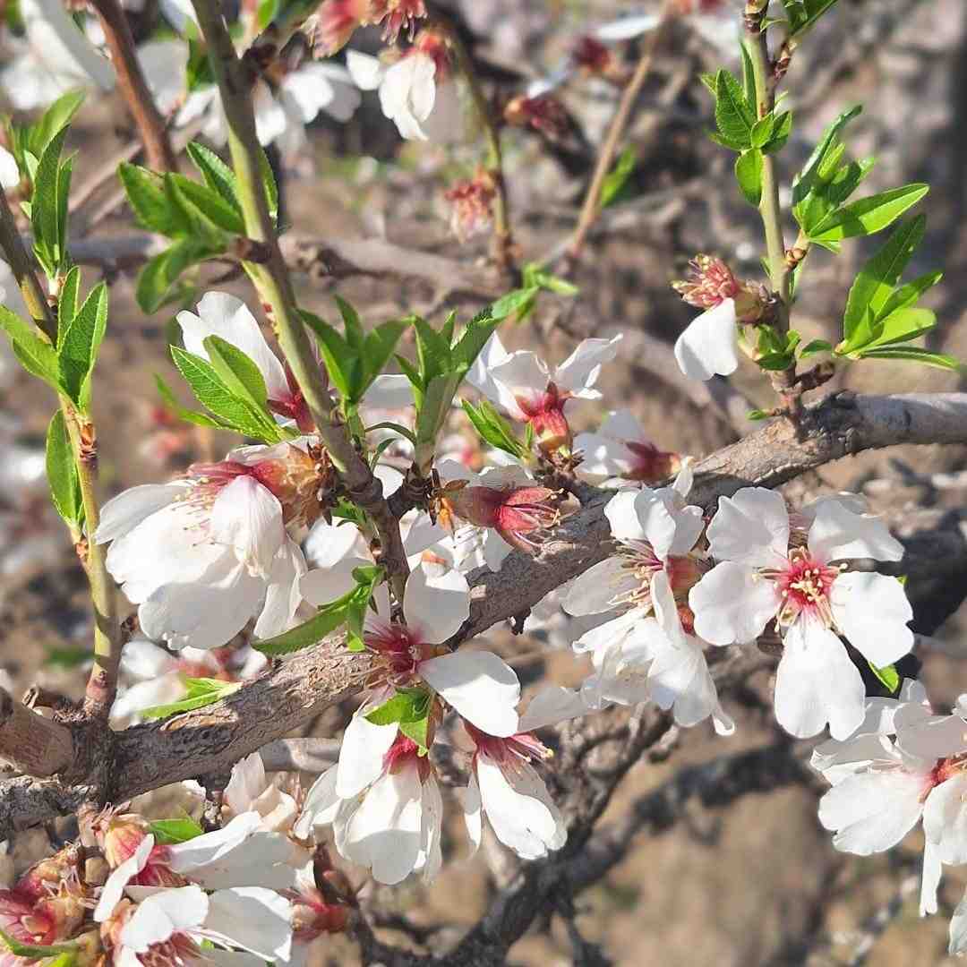 کاش بزنه صبح شه فکر به تو گم شه – هوش مصنوعی