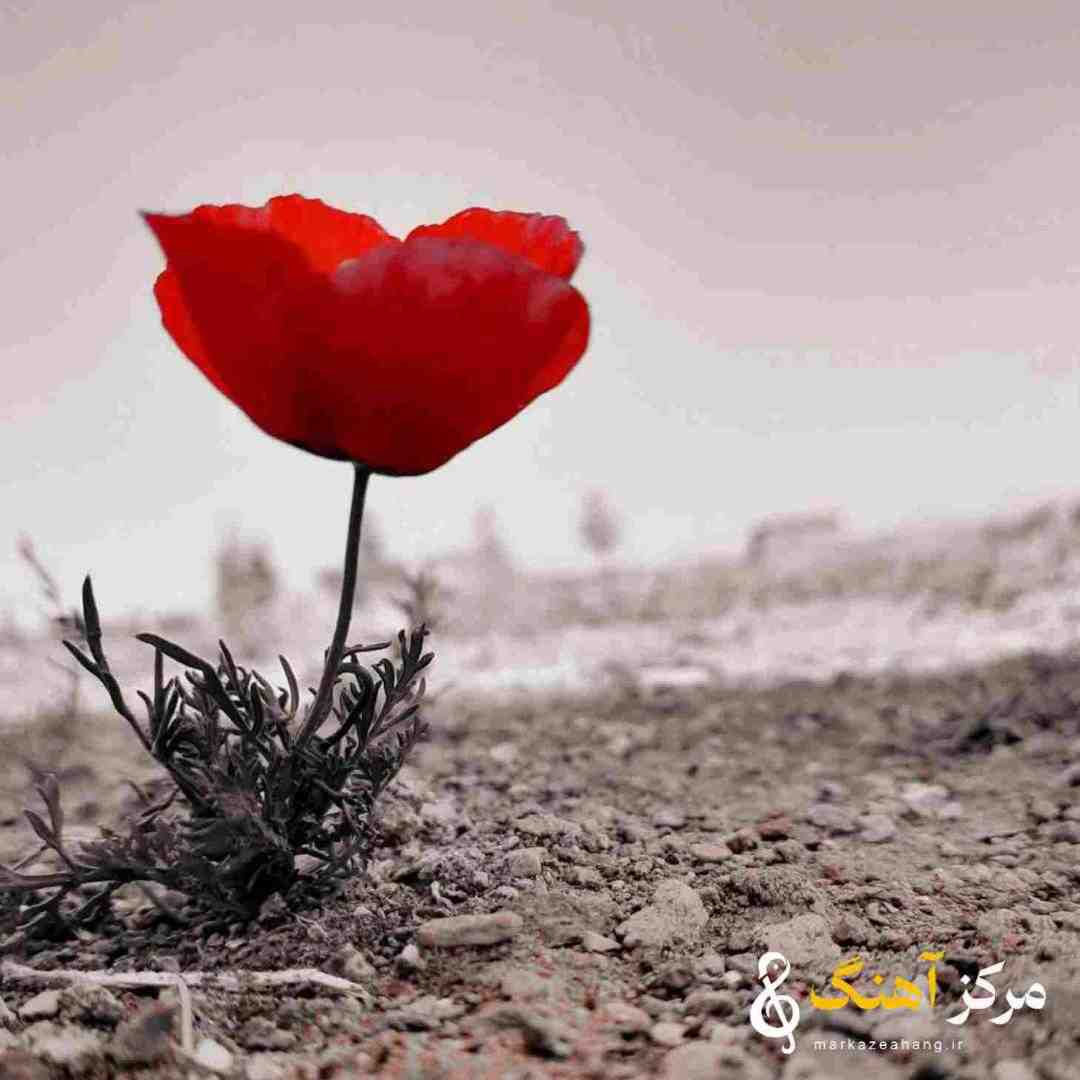 آرمین نصرتی اینا همه دهه هفتادن ولی سایزشون هشتاده