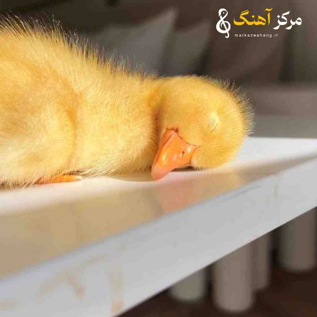 اسی بیت جیران