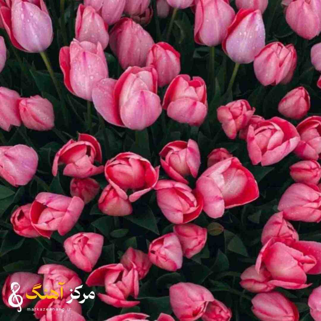 موزیک افشار شب یلدا