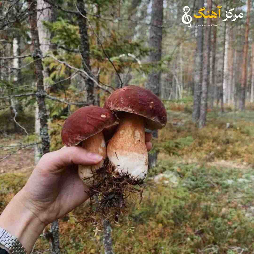  برو بالا با در و دافا راحته همه چی با ما حالا