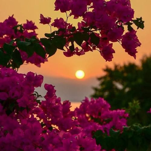 فاطمه عطایی جان لیلی