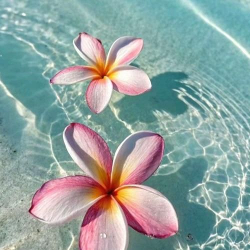 فاطمه عطایی صنم