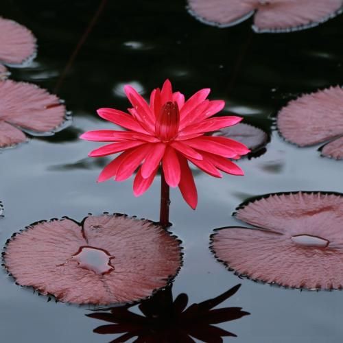 دانلود ریمیکس جدید چشم عسلیه من تو که مرا خوب فهمیدی (ترکی معروف)