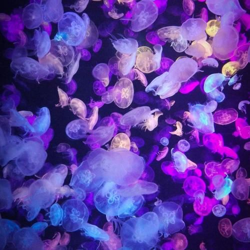 دانلود آهنگ ساری ساچلی قشنگن قره گوزلو قشنگن