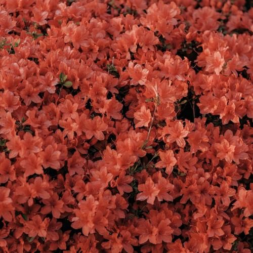 این بار نه واسه من راه برگشت نیست