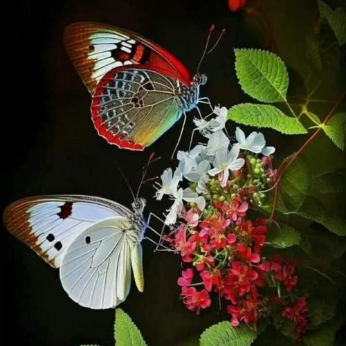 دانلود ریمیکس جدید اما دوباره میرقصن اونا که دوباره رو دوباره