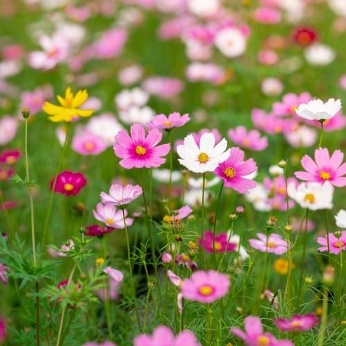 دانلود ریمیکس جدید مامان دیدی چجوری این دلمو تقصیر خودمه