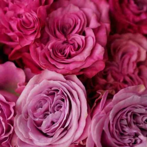 مهسا خسروانی فراقت بر دلم بار کمی نیست