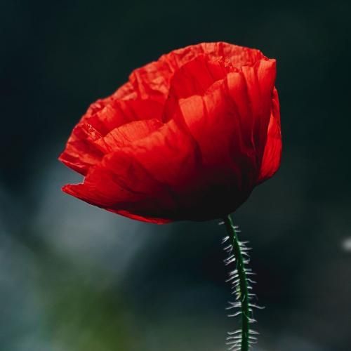 فاطمه عطایی دلبر زیبارو