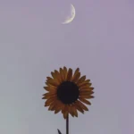 یسری چیزا جدا از خون و رگتون نسلیه (میکس اینستا)