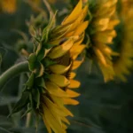 تو اگه منو میخواستی به بقیه تکست نمیدادی تو اگه منو میخواستی به بقیه تکست نمیدادی