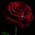 دانلود آهنگ جدید تو دلت تنگ نشد واسم موردی نی زخم شده بینیم